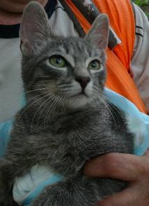 Дымчатый котенок в дар
