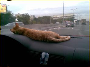 купить котенка неаллергенные кошки