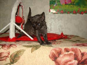 купить котенка неаллергенные кошки