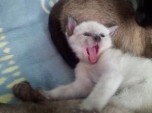 Продаю тайскоко котенка