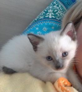 Продаю тайскоко котенка