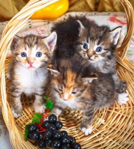Кошачий детский сад! Всем котяткам нужен дом!