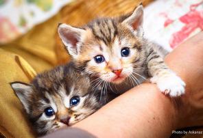 Кошачий детский сад! Всем котяткам нужен дом!