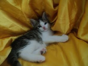 Домашние малыши - котята (2 мес.) в хорошие руки