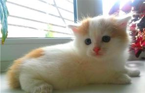 Котята-пушистики (1.5 мес) в дар