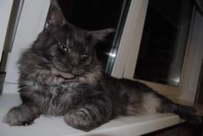 котята Мейн-Кунята=)