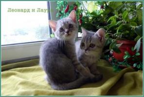 Шотландские котята.