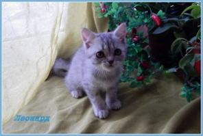 Шотландские котята.