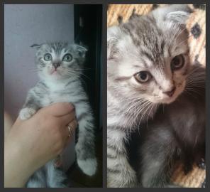 Вислоухие и прямоухие котята