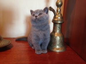 котята британские плющевые и шотландские вислоухие