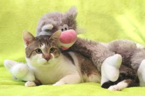 Отдам в добрые руки ласкового, молодого кота Сёму!