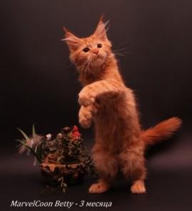 Мейнкун котята для Вас!