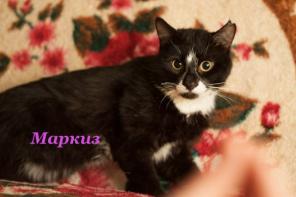 Шикарный кот