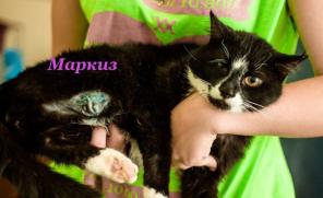 Шикарный кот