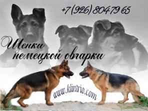 Подрощенные щенки немецкой овчарки.