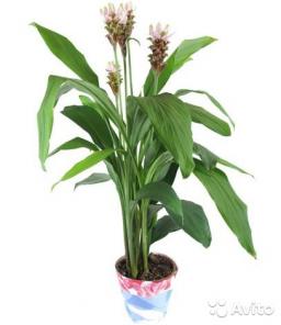  , Curcuma Siam Carara 70-80 