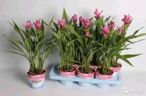  , Curcuma Siam Samba 70-80 